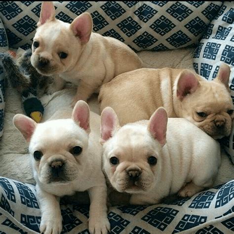 french bulldog atlanta ga|french bulldog puppies atlanta.